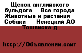 Щенок английского бульдога  - Все города Животные и растения » Собаки   . Ненецкий АО,Тошвиска д.